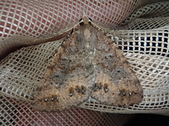 Pseudocoremia christiani