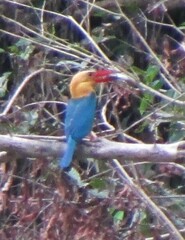 Pelargopsis capensis