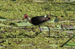 Irediparra gallinacea