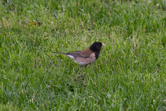Junco hyemalis pinosus