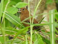 Cyanocompsa parellina