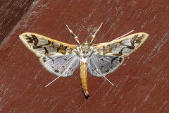 Polythlipta divaricata