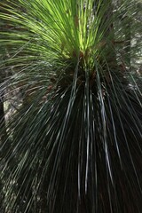 Xanthorrhoea johnsonii