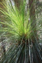 Xanthorrhoea johnsonii
