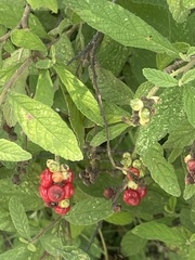 Varronia curassavica