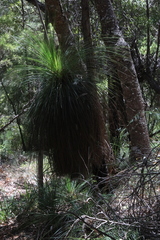 Xanthorrhoea johnsonii