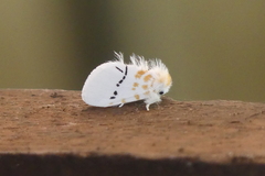 Euproctis albolyclene