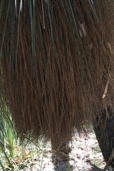 Xanthorrhoea johnsonii