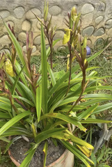 Phragmipedium