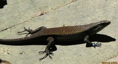 Eutropis