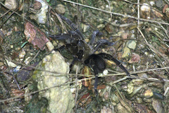 Spinosatibiapalpus trinitatis