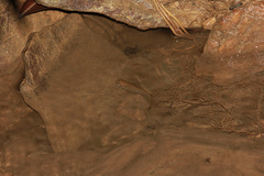 Anablepsoides hartii