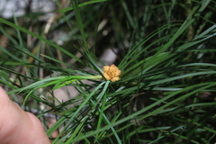 Lomandra glauca