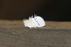 Euproctis albolyclene