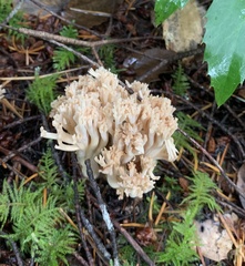 Ramaria acrisiccescens