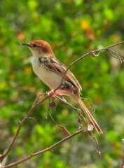 Cisticola tinniens