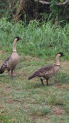 Branta sandvicensis