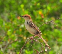 Cisticola tinniens