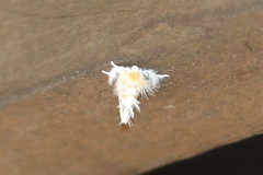 Euproctis albolyclene