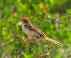 Cisticola tinniens