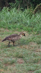 Branta sandvicensis