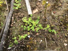 Hydrocotyle foveolata
