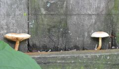 Gymnopilus luteofolius