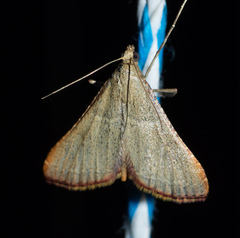 Endotricha ignealis