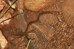 Synbranchus marmoratus