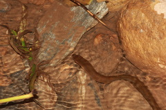 Synbranchus marmoratus