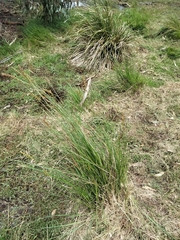 Carex appressa