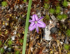 Thysanotus patersonii