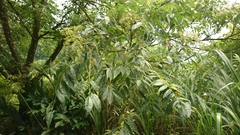 Tetradium glabrifolium