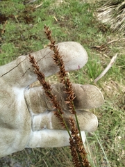Carex appressa