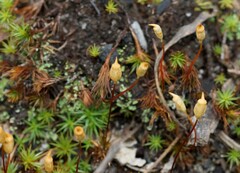 Polytrichum juniperinum