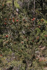Melaleuca citrina