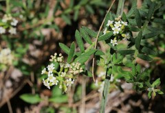 Platysace ericoides