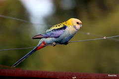 Platycercus adscitus