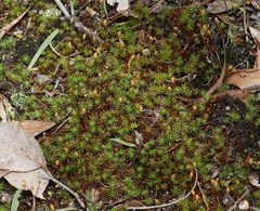 Polytrichum juniperinum