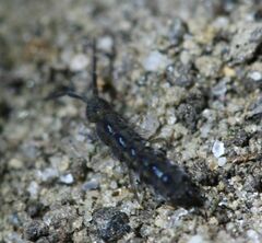 Isotomurus