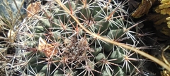 Mammillaria meiacantha