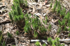 Melichrus procumbens