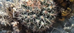 Mammillaria meiacantha