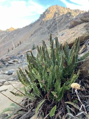 Polystichum lemmonii