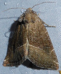 Plagiomimicus spumosum