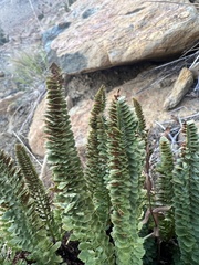 Polystichum lemmonii