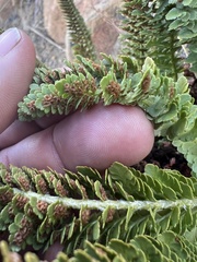 Polystichum lemmonii