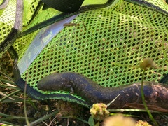 Siren intermedia