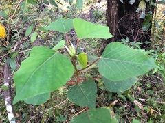 Homalanthus populifolius