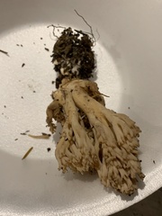 Ramaria acrisiccescens